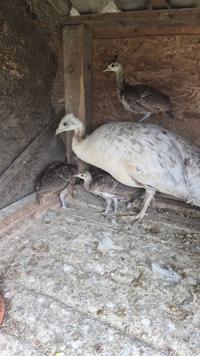 Pui de păun de o lună mamă UN și tată Muticus  200lei