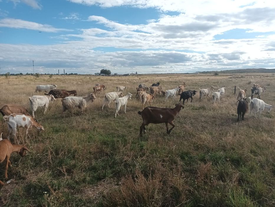 Vând 40 de capre