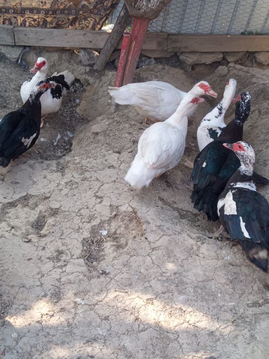 Schimb rațe leșești