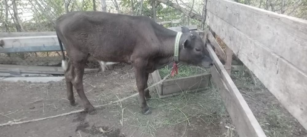 Бұзаулы сиыр сатылады