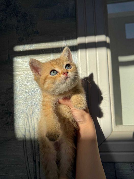 Чистокровные котята Шиншиллы (Британец + Шотландка) 2 мес