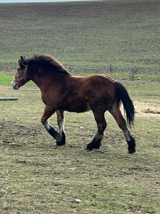 Vând manz de 10 luni ff cuminte un mânz cu forme bune gros