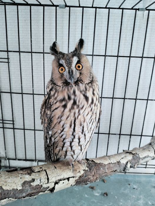 Ушастая Сова Самка продажа