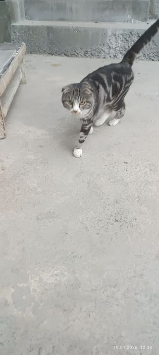 Бесплатно вислоухий порода