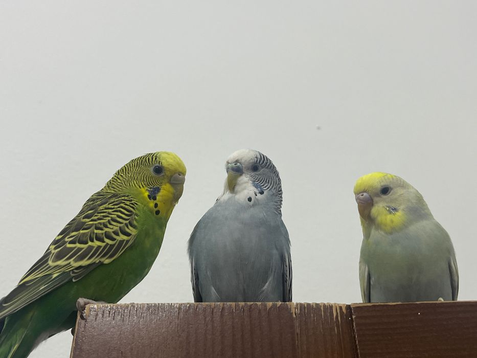 Волнистые попугаи