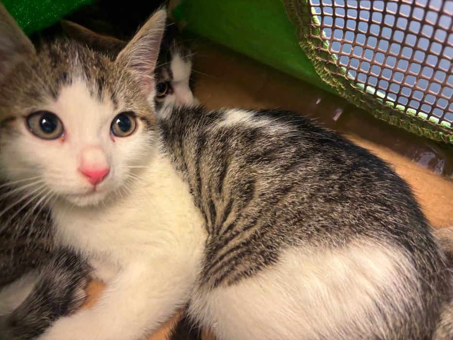 Adoptie 3 pisoi dragalasi de max 2 luni, testati, deparazitati intern si extern, 2 baietei si o fetita.
