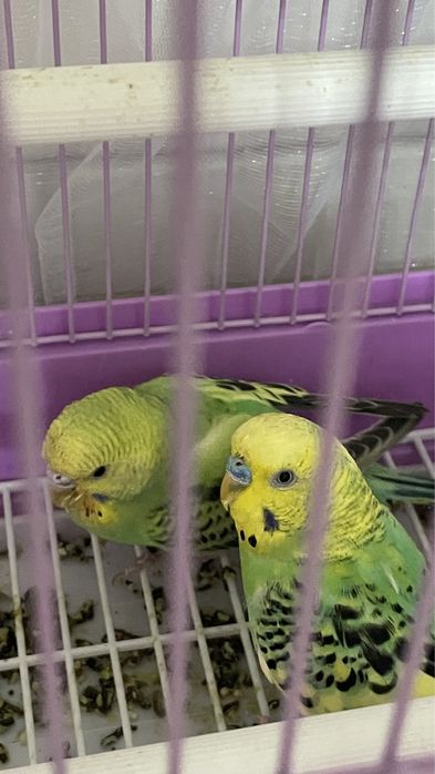Попугаи  с парами волнистые
