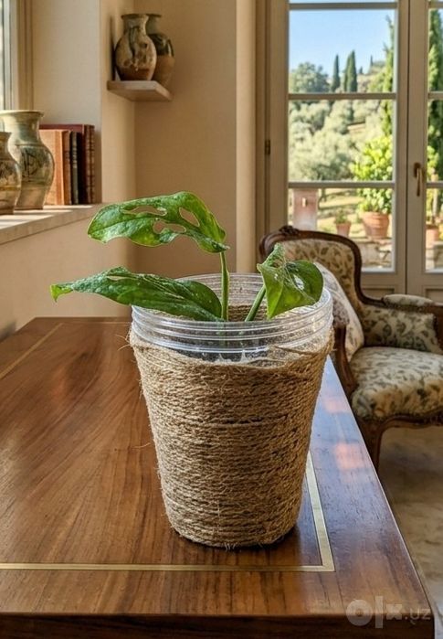 Monstera monkey monstera