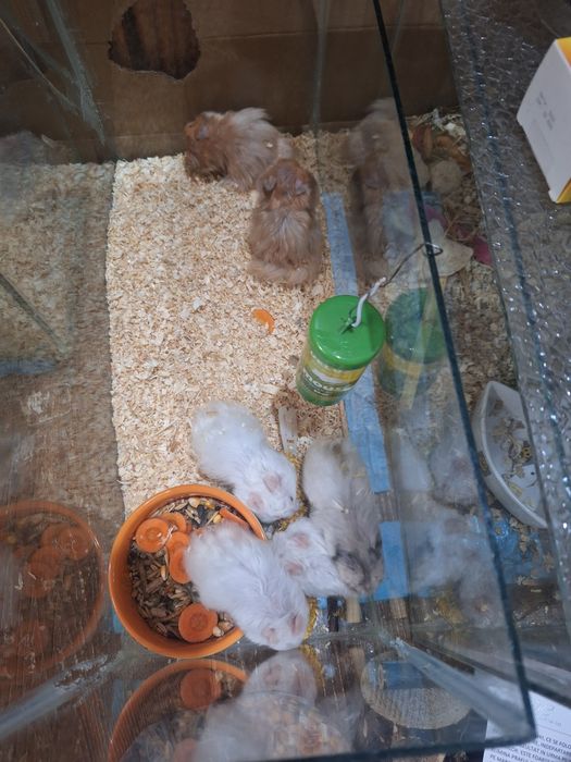 Hamsteri sirieni