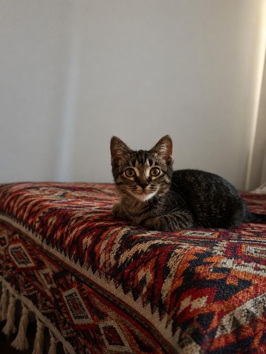 Котёнок мальчик в добрые руки