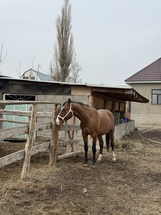 Айғыр сатылады !