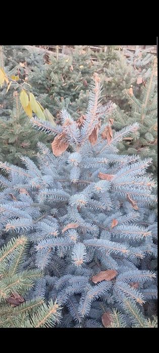 Ель 8 лет выращивали, рост с 30 см до 2 метров