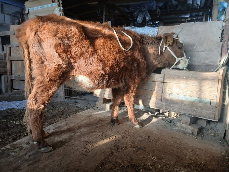 Қашар сатыладыыы