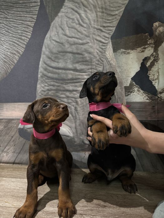 Срочно! Щенки доберма