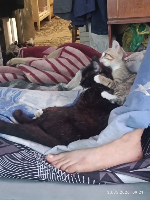 Потерялась  кошечка