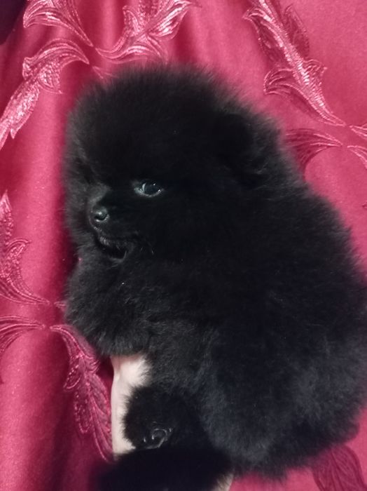 Продам щенков шпица