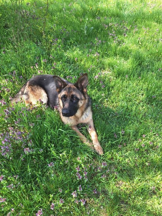 Femela ciobănesc german linie de show