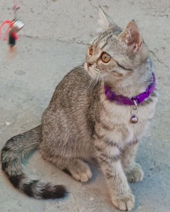 Британская скоттиш-страйт
