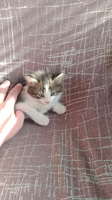 Отдам котят в добрые руки .