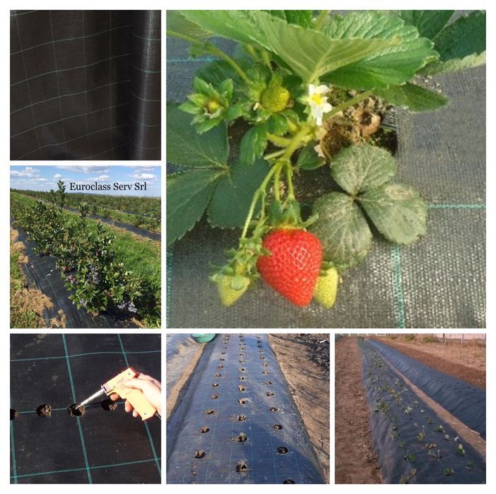 Folie AGROTEXTIL=Mulcire:Afini,Zmeura,Capsuni;REZISTENTA;Garantie7ani