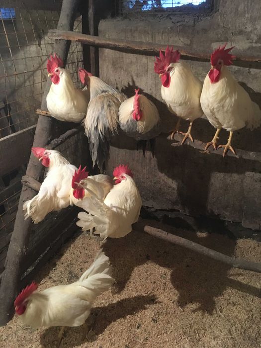 Куры несушки породы Леггорн