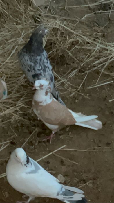 Сатылады ерке сарала чубати