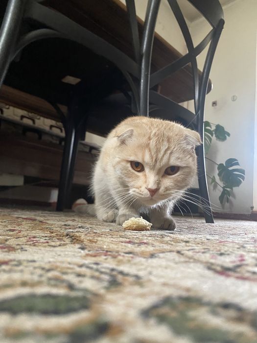 Кот веслоухий