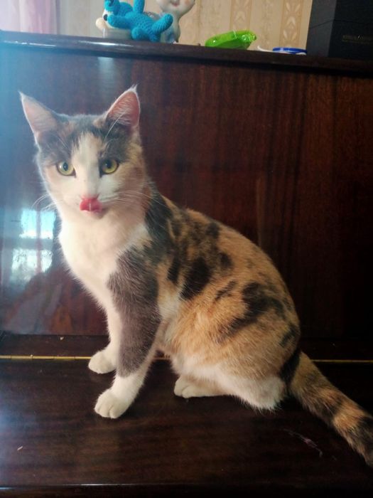 Молодая кошечка трехцветная