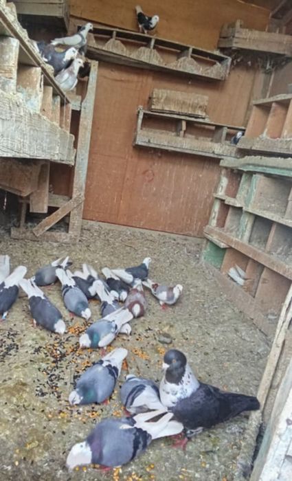 Vând porumbei jucatori