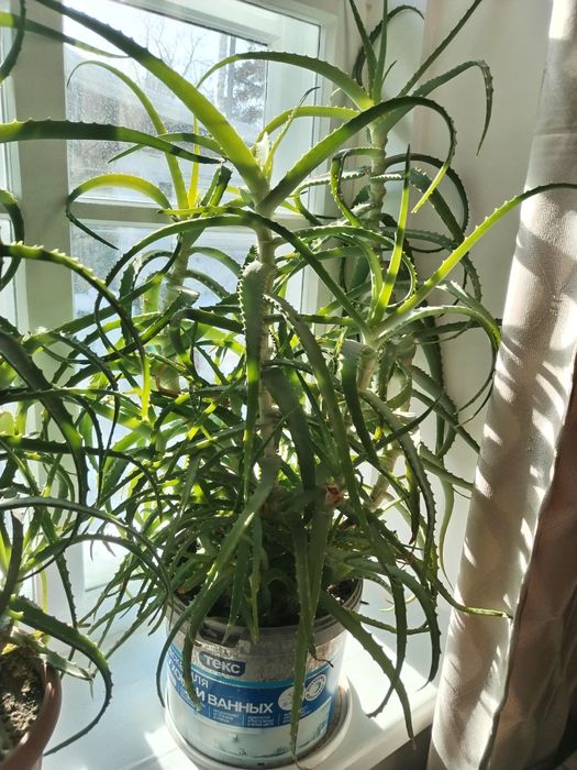 Алое (столетник)