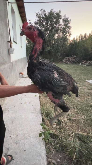 Дакан шоже кораз