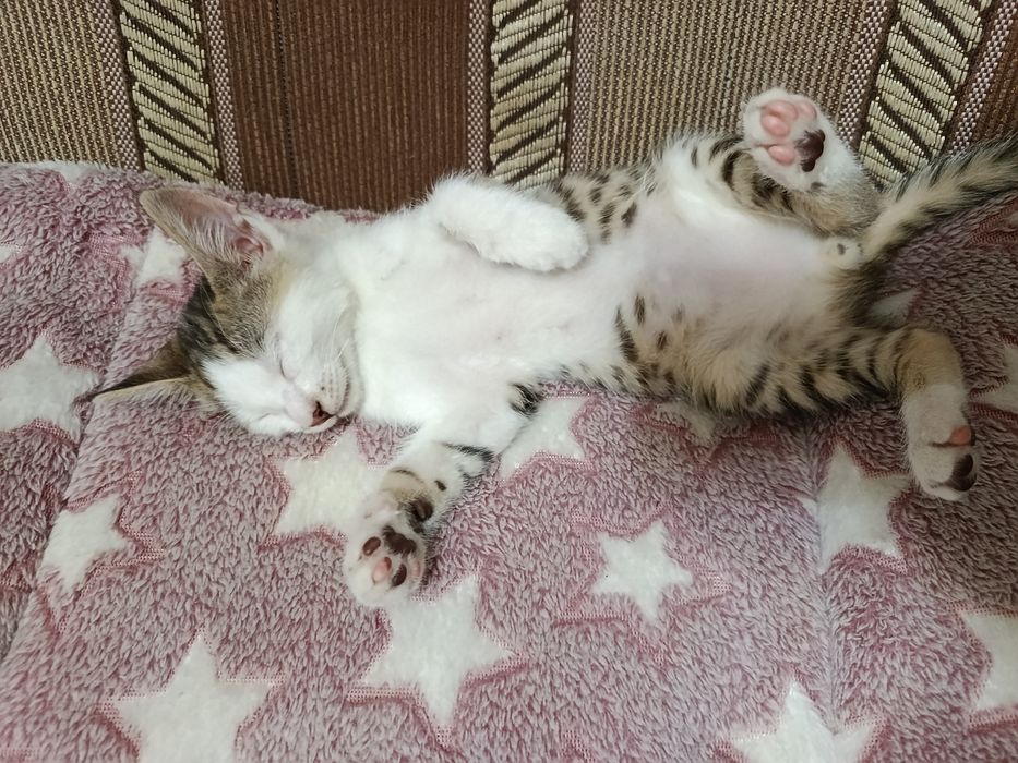 Котенок в добрые руки