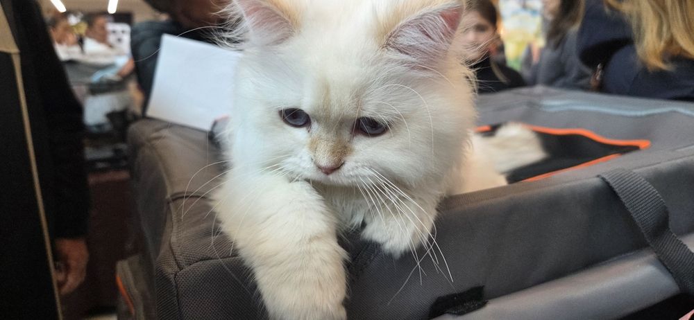 Motanel british longhair Bucuresti Sectorul 3 • OLX.ro