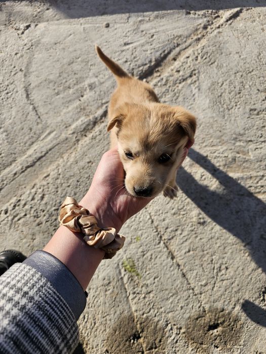 Ченок мальчик собачка