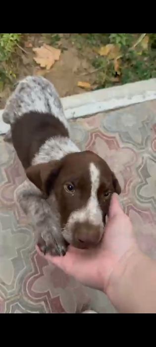 Ит ұрланды курцхар