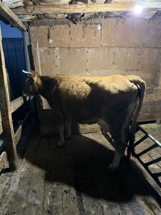 Дойная корова с теленком