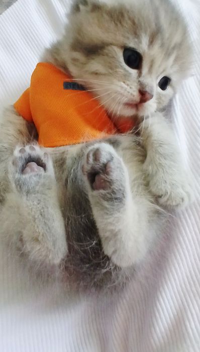 Скотиш фольд / Мальчик