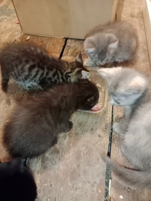 Котята маленькие
