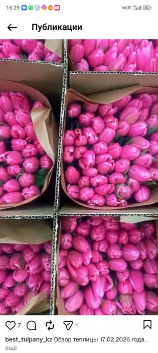 Тюльпаны Голанские с теплицы оптом