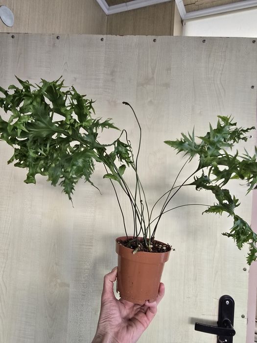 Продам комнатные цветы, папоротники