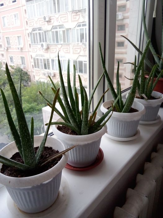 Комнатные растения Алоэ