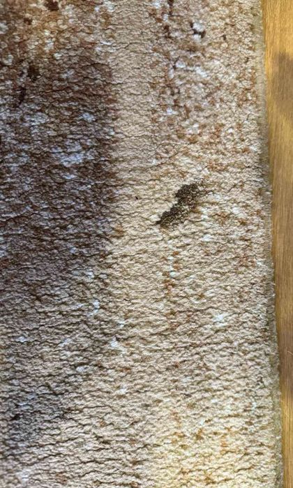 Продавам килим 193см/320см . Производител Сливен