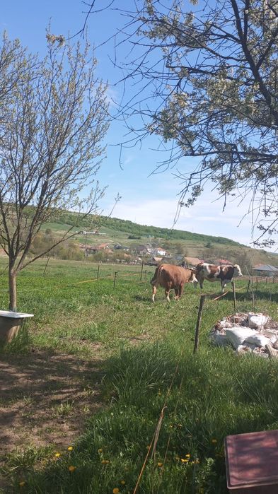 Vand vaci baltata romaneasca, gestante.