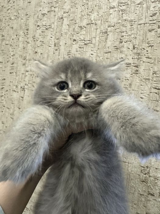 Котята скоттиш страйт