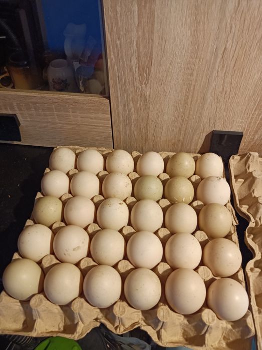 Vand oua de rata muta,3 lei negociabil