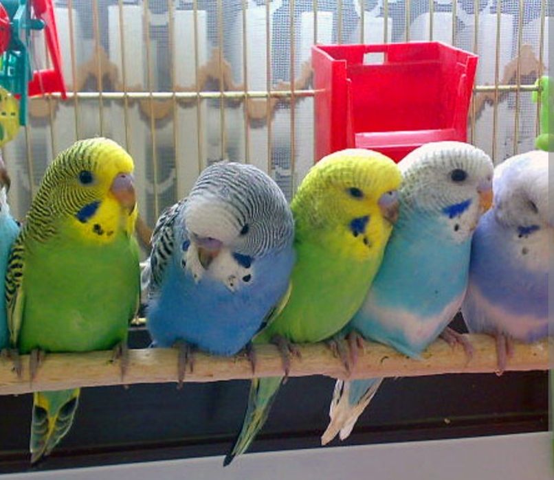 Попугайчики волнистые