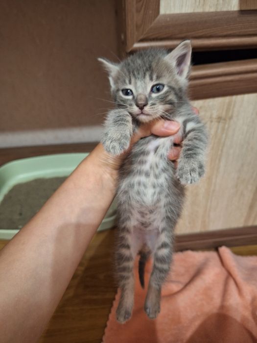 Отдам котят в добрые руки