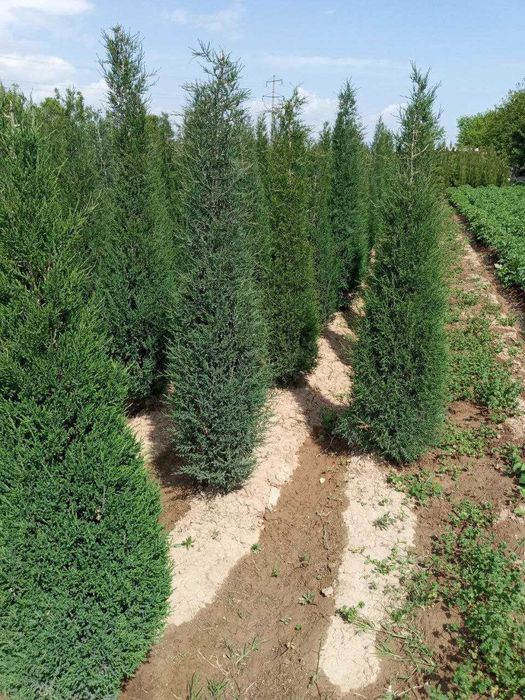 Можжевельник арча кучатлари сотилади