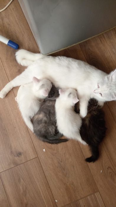 Отдам котят в добрые руки