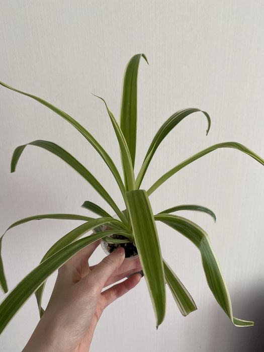 Хлорофитум Хлорофитум